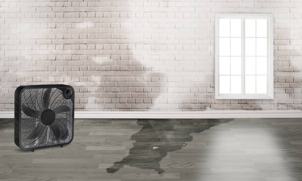 Best Water damage restoration insurance claims  in Oracle, AZ
