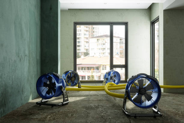 Best Mold removal after water damage  in Oracle, AZ
